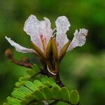 Tessmannia anomala Flor