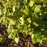 Acalypha indica Leaf