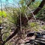 Tillandsia fasciculata Levél