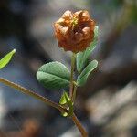 Trifolium campestre Flor