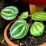 Peperomia argyreia Blad