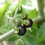 Solanum nigrum Gyümölcs