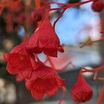 Brachychiton acerifoliusFloro