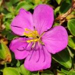 Heterotis rotundifolia Blüte