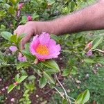 Camellia sasanquaFlower