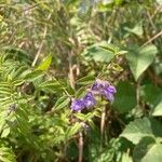 Scutellaria galericulataBlüte