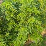 Cannabis sativa Blad