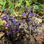 Orobanche nana Habit