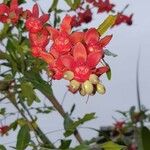 Ochna serrulata Fruit