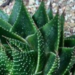 Aristaloe aristata cv. 'Cosmo' 整株植物