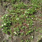 Fragaria chiloensis Habitat