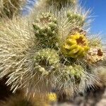 Cylindropuntia bigelovii Kvet