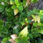 Barleria repens Habitus