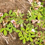 Cytisus hirsutus 葉