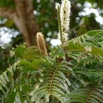 Pentaclethra eetveldeana Flower