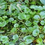 Heteranthera reniformis Habitat