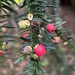 Taxus baccata Hoja