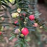 Taxus baccata Blatt