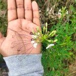 Cleome spinosa Kukka