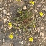 Sisymbrella aspera Flower