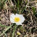 Ranunculus kuepferi Flower