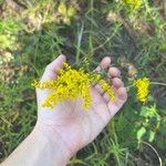 Solidago odora Λουλούδι