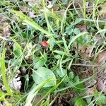 Lathyrus sphaericus Virág