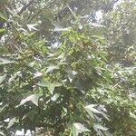 Liquidambar styraciflua পাতা