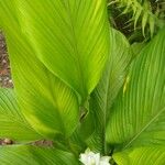 Curcuma aromatica Leaf