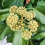 Hedera colchicaFlower