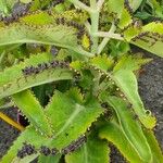 Kalanchoe daigremontiana Flor