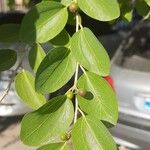 Ziziphus spina-christi Yaprak