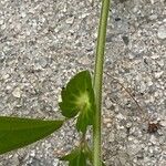 Acalypha australis ഇല