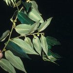 Diospyros sericea List