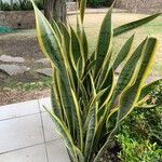 Dracaena trifasciataLeaf