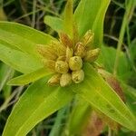 Gentiana cruciataFiore