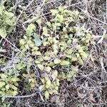 Symphoricarpos oreophilus Leaf