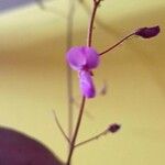 Desmodium molliculumᱵᱟᱦᱟ