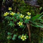 Saxifraga hispidulaKukka