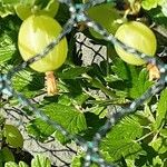 Ribes uva-crispa Vrucht