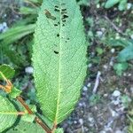 Salix myrsinifolia Лист