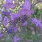 Campanula sibiricaFlors