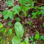 Cypripedium acaule 整株植物