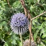 Echinops bannaticus Цветок