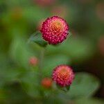 Gomphrena globosa Blüte