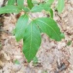 Viburnum nudum Leaf