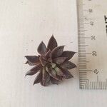 Graptopetalum rusbyi ഇല