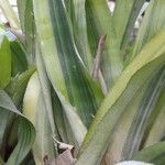Billbergia pyramidalis Leaf
