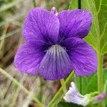 Viola adunca Λουλούδι
