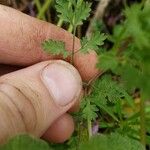 Corydalis aurea برگ